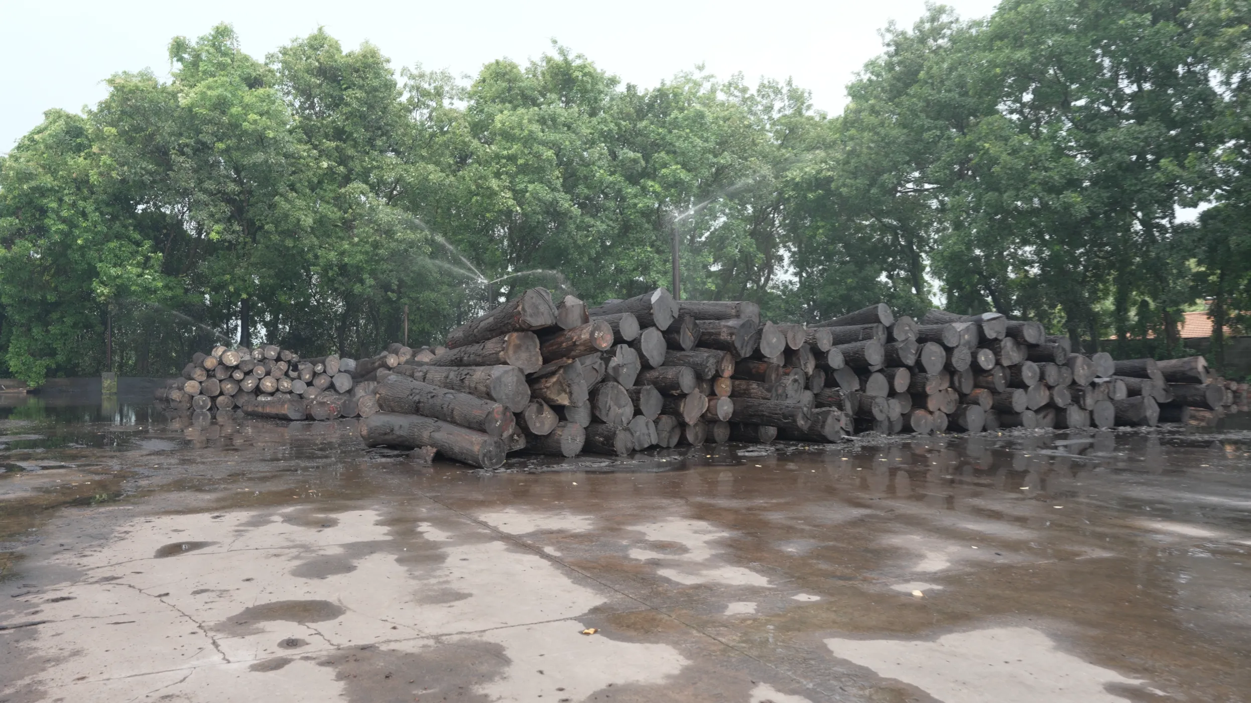Massive log yard maintaining a stable 6000m3 standing inventory of premium imported US timber