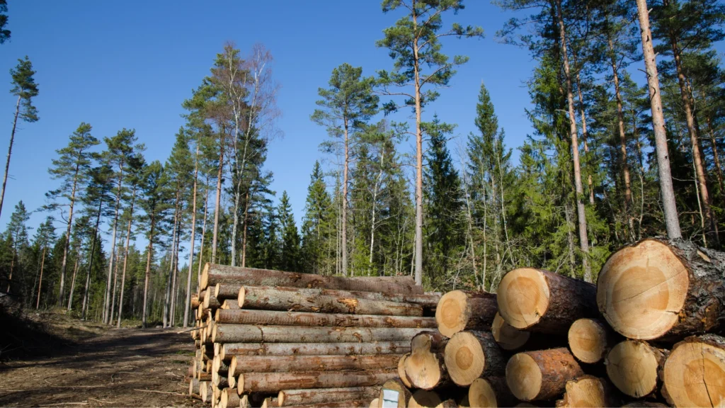 Aerial view of a Canadian softwood lumber mill and timber forest amidst U.S. duty hikes